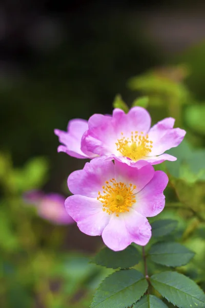 Flower of dog-rose closeup — Stock Photo, Image