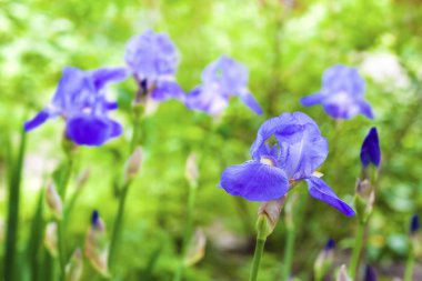 Yeşil bahçe zemin üzerine mavi iris çiçekler