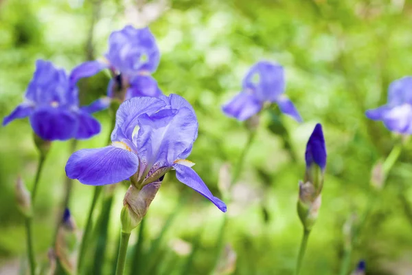 Yeşil bahçe zemin üzerine mavi iris çiçekler