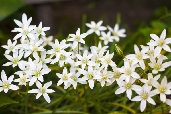 Ornithogalum flores closeup (Estrela de Belém) — Fotografia de Stock