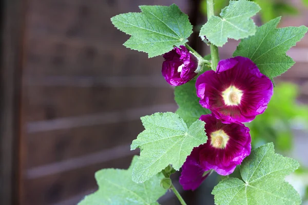 Flor de malva púrpura primer plano — Foto de Stock