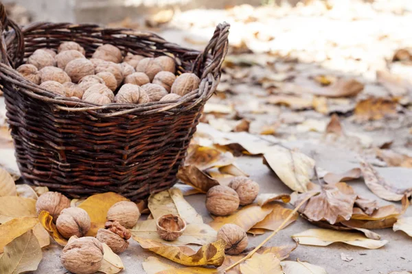 Valnötter i en korg på en bakgrund av fallna gula blad — Stockfoto