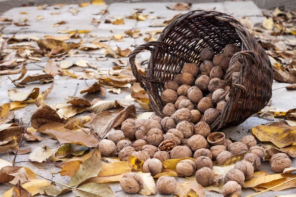 Noix dans un panier en osier sur un fond de feuilles jaunes tombées — Photo