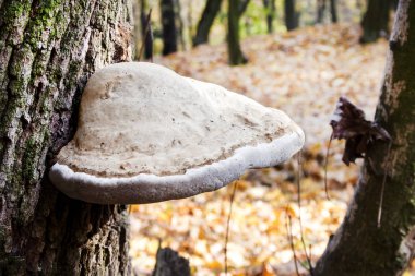 Fomes fomentarius (yaygın olarak Tinder Mantarı olarak bilinir) canlı yayında 