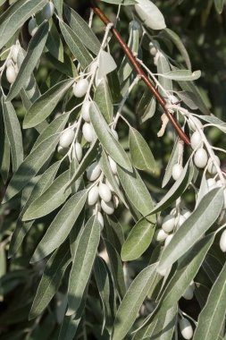 Elaeagnus angustifolia (yaygın olarak Rus zeytinyağı, gümüş dut, oleaster, İran zeytini veya yabani zeytin olarak adlandırılır.)