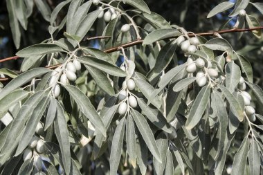 Elaeagnus angustifolia (yaygın olarak Rus zeytinyağı, gümüş dut, oleaster, İran zeytini veya yabani zeytin olarak adlandırılır.)