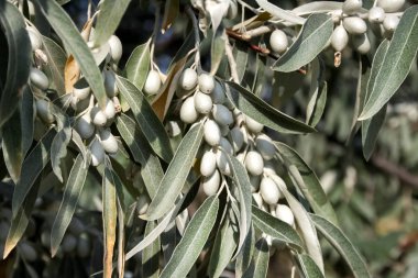 Elaeagnus angustifolia (yaygın olarak Rus zeytinyağı, gümüş dut, oleaster, İran zeytini veya yabani zeytin olarak adlandırılır.)