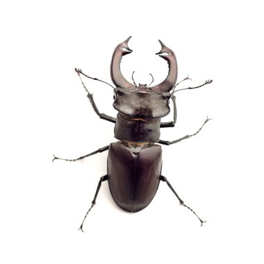 Beyaz arka plan üzerinde izole geyik böceği (Lucanus cervus) portre