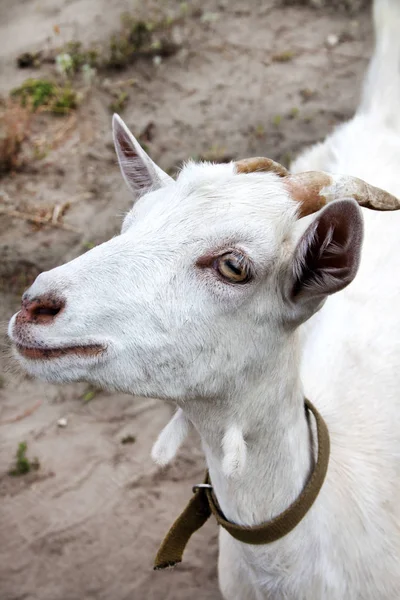 Симпатичная белая коза — стоковое фото