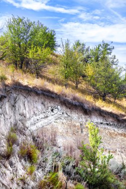 Riparia riparia (Avrupa kum kırlangıcı veya kırlangıç kuşu) kıvrımlı kumlu tepe