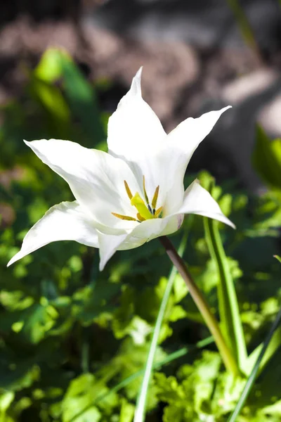 Branco tulipa varietal closeup no fundo de folhagem verde — Fotografia de Stock