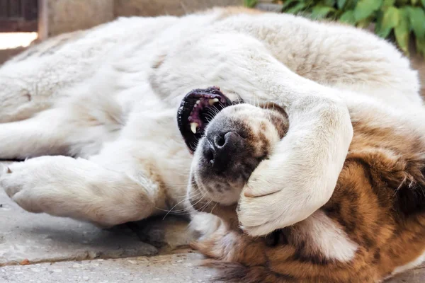 Cute white Central Asian Shepherd (Alabai) dog dabbles and closes its face with its paw Stock Photo