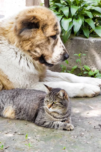 Tabby gato e Alabai cão (Pastor da Ásia Central) deitado no chão — Fotografia de Stock