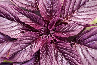 Kırmızı (Amaranthus cruentus) çekim. Yukarıdan görüntüle. Doğal arka plan