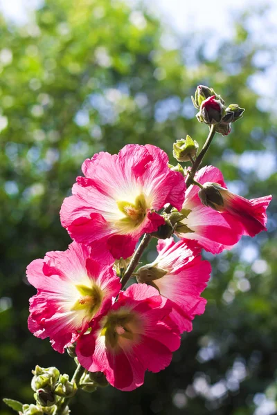 Virág a vörös Mallow Vértes a homályos fák és az ég háttér — Stock Fotó