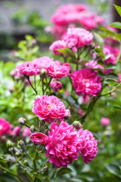 Flowers of pink climbing roses closeup — Stock Photo, Image