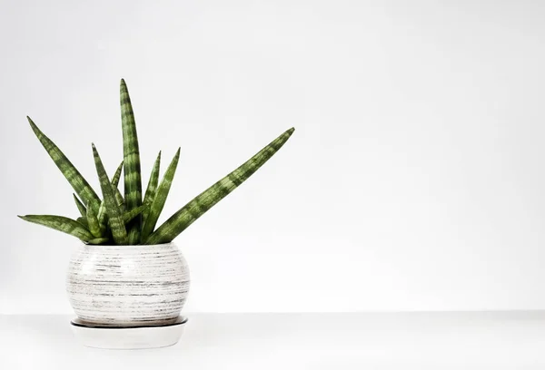 Sansevieria cylindrica var. patula (Boncel) sobre un fondo de pared blanco — Foto de Stock