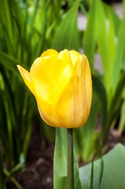 Sarı Lale closeup closeup 