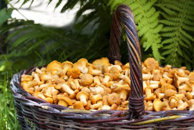 Yabani mantar chanterelles ile hasır sepet 