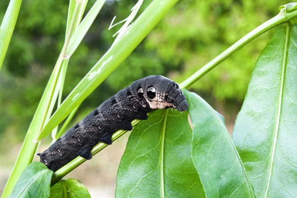 Larva de polilla halcón elefante (Deilephila elpenor) en rama verde — Foto de Stock