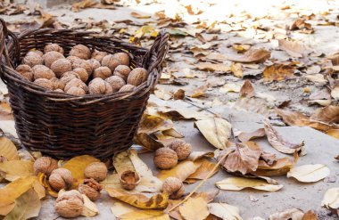 Hasır sepetin içindeki cevizler, düşmüş sarı yapraklar.