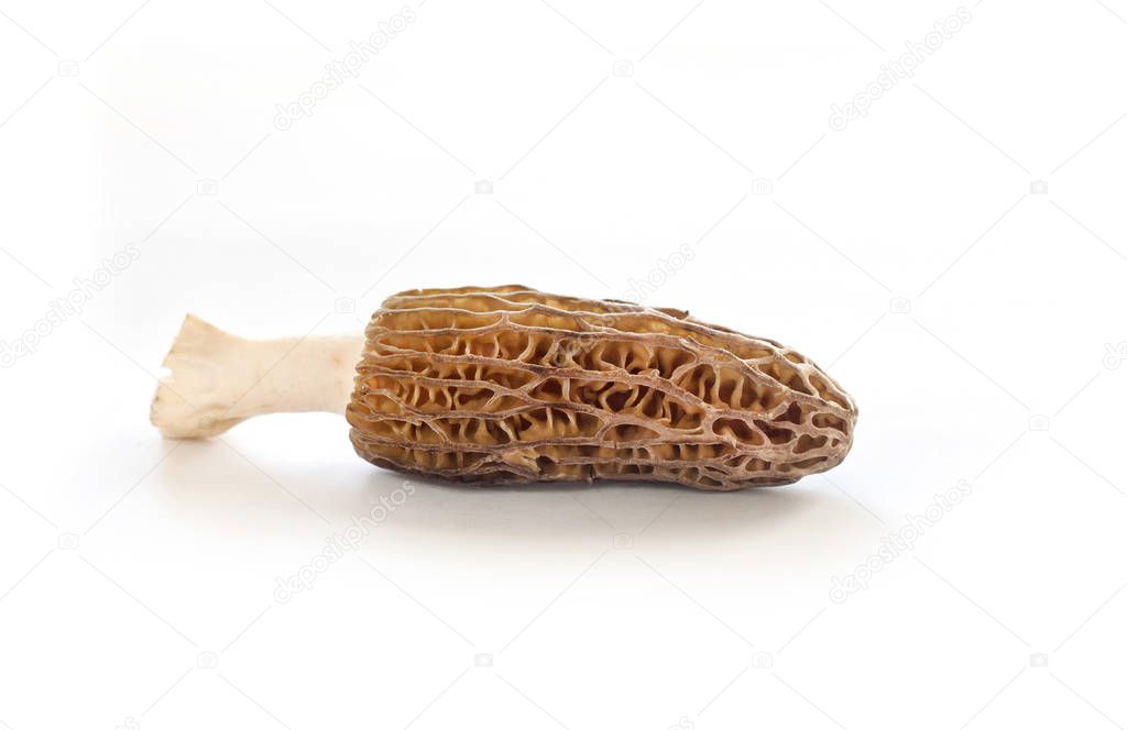 Morel mushroom isolated on white background