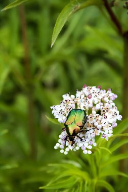 Cetonia aurata, gül chafer veya yeşil gül chafer denilen