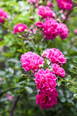 Pembe tırmanma gülleri yakın plan