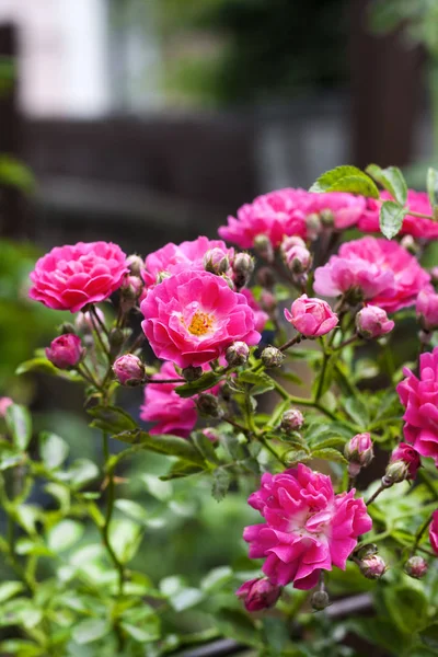 Fiori di rose rampicanti rosa primo piano — Foto Stock