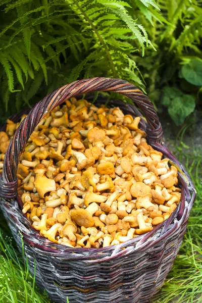 Weidenkorb mit Pfifferlingen aus wilden Pilzen und Farnblättern im Hintergrund — Stockfoto