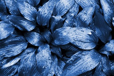 Hosta Lancifolia doğal bir arkaplan bırakıyor