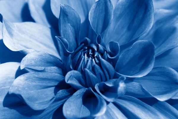 Dahlia flower closeup toned in trendy Classic Blue Color — Stock Photo, Image
