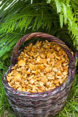 Arka planda yabani mantarlar ve eğreltiotu yapraklarıyla dolu bir sepet.