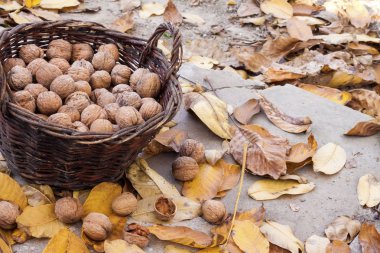 Hasır sepetin içindeki cevizler, düşmüş sarı yapraklar.