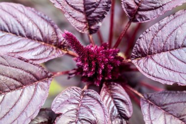 Genç kırmızı (Amaranthus cruentus) çiçeklenme çekim