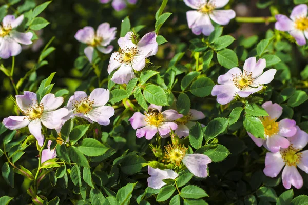 Pink flowers of dog-rose closeup on green garden background — Stock Photo, Image