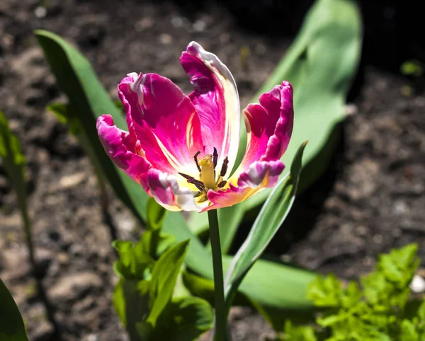 粉色带着郁金香，被春天的阳光照在花园里 — 图库照片