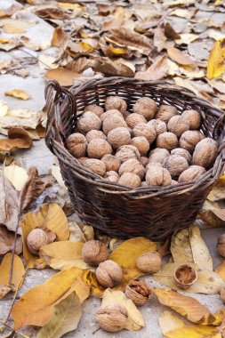 Sonbahar hasadı. Bahçedeki hasır sepette soyulmamış cevizler, düşmüş sarı yapraklar.