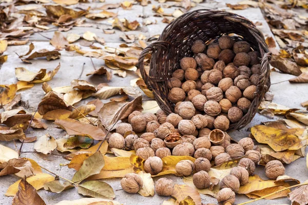 Podzimní úroda. Neoloupané vlašské ořechy v proutěném koši v zahradě na pozadí spadlých žlutých listů — Stock fotografie