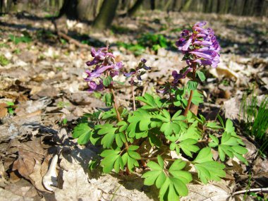 Fumewort (Corydalis solida) çiçekler closeup güneşli bahar günü içinde