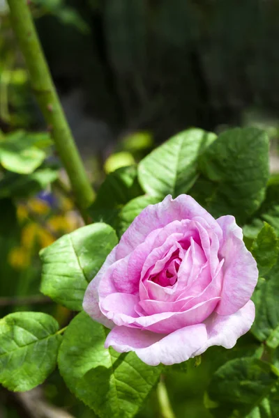 Pink Rosa Centifolia (Rose des Peintres) flower closeup — Stock Photo, Image