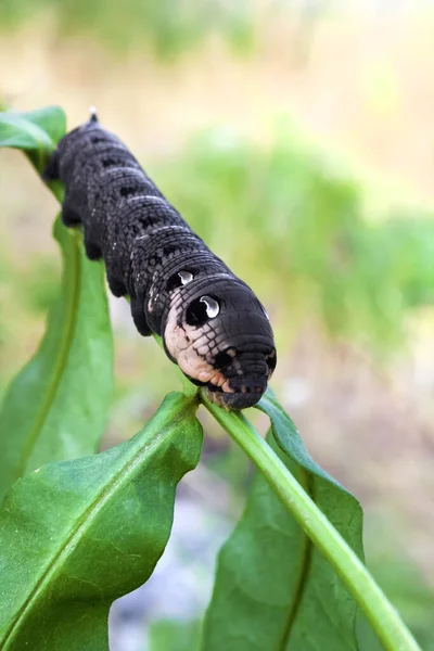 Larve des Elefantenfalters (Deilephila elpenor) auf grünem Zweig — Stockfoto