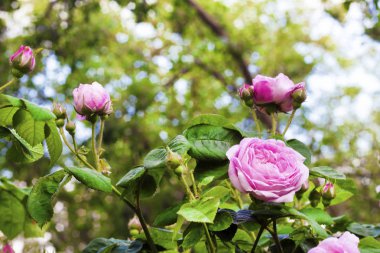 Rosa Centifolia (Rose des Peintres) yaz bahçesinde çiçekler