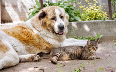 Tabby kedi ve Alabai köpek (Orta Asya Çoban) bahçede yere döşeme