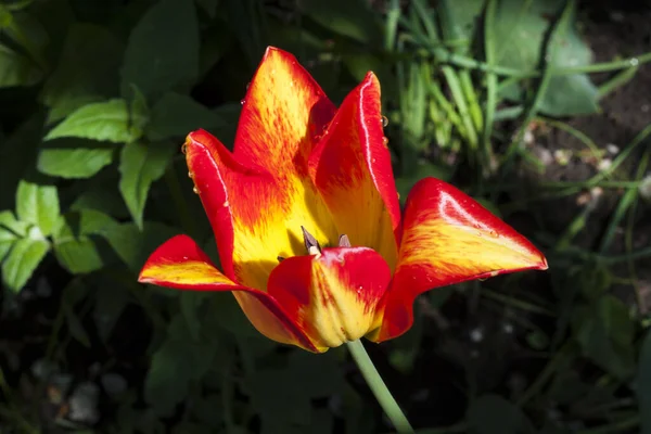 Beautiful Yellow Red Tulip Closeup Green Foliage Background — Stock Photo, Image