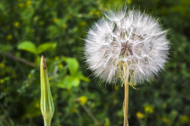 Bulanık yeşil arka planda tohumları olan karahindiba