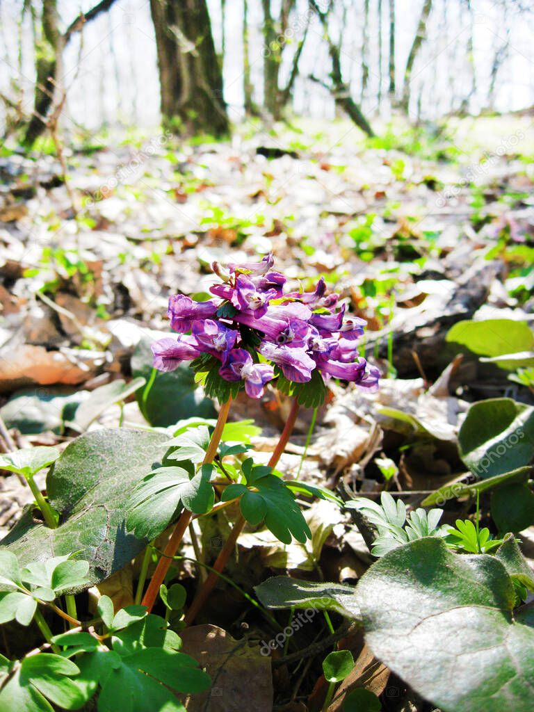 The fumewort (Corydalis solida) flowers closeup in sunny spring day in natural environment