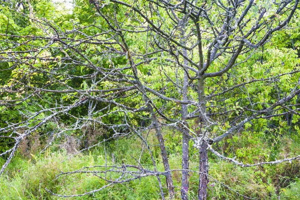 干枯的树 枝干覆盖着苔藓 背景为绿树 — 图库照片