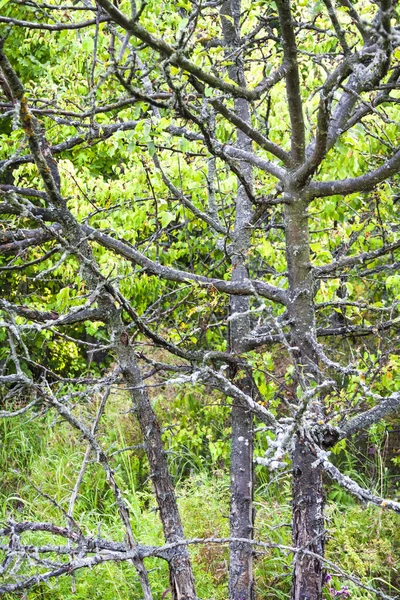 干枯的树 枝干覆盖着苔藓 背景为绿树 — 图库照片