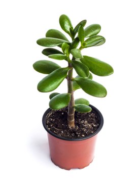 Crassula ovata beyaz arka plan üzerinde izole bir saksı